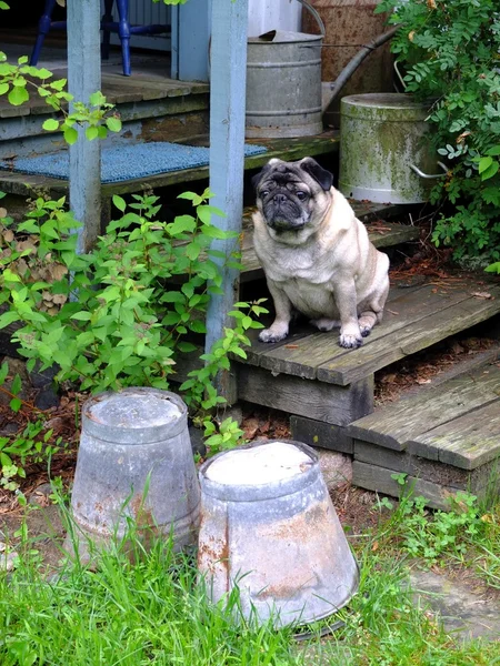 Rustik basamaklarında oturan pug