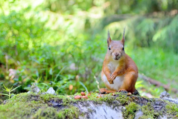 Esquilo bonito olhando para a câmera — Fotografia de Stock