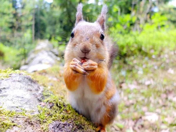 Close-up de um esquilo comendo uma noz — Fotografia de Stock