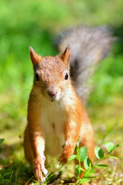 Sincap yakın çekim