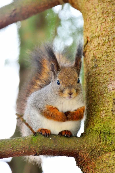 Ardilla en un árbol — Foto de Stock