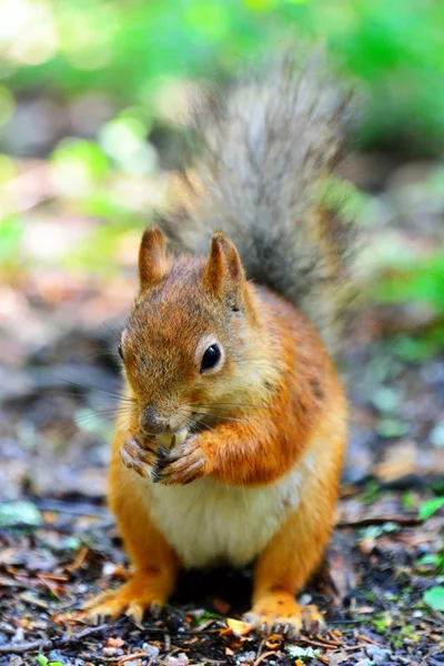 Esquilo bonito comer uma porca — Fotografia de Stock