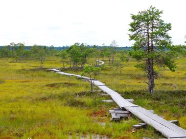 Torronsuo National Park, Finlandiyalı duckboards