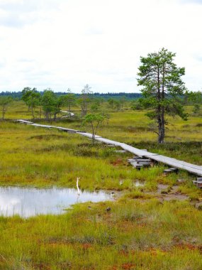 Torronsuo National Park, Finlandiyalı duckboards