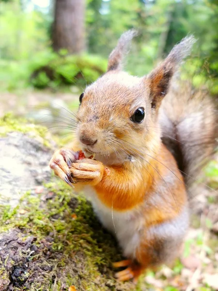Fechar-se de esquilo comendo uma noz — Fotografia de Stock