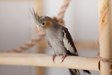 Ahşap bir levrek oturan genç petsupplies