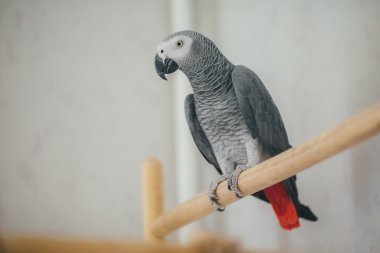 Ahşap bir levrek oturan Afrika gri papağanı