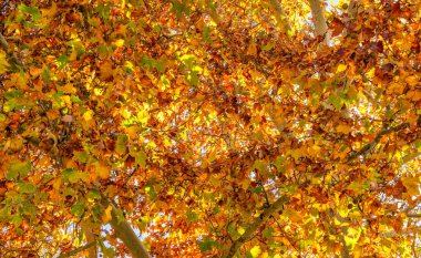 Canlı sarı turuncu ve kırmızı sonbahar renkli yapraklar arka plan