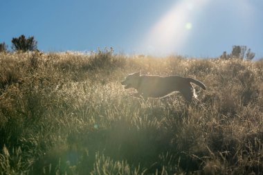 Labrador Retriever Nevada 'da güneşli bir çöl arazisinde koşuyor. Sahne, uzun ve kuru otların arasında bir köpek yakalar..