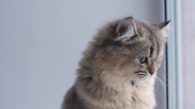 Gri tüylü kedi yakından, İskoç dağlı kedi beyaz arka planda yatıyor, pencereyi fırlatıyor