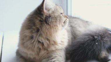Gri tüylü kedi yakından, İskoç dağlı kedi beyaz arka planda yatıyor, pencereyi fırlatıyor