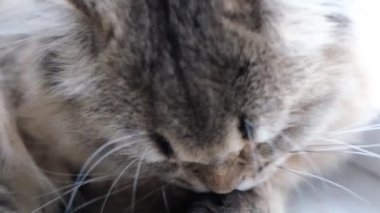 Yumuşak kedi yalayarak yıkanır, İskoç düz kedisi beyaz arka planda, pencerenin yanında uzanır.