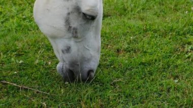 Yeşil çimen yiyen at, videoyu kapat. Beyaz at kafası. Çiftlik hayvanı görüntüleri.