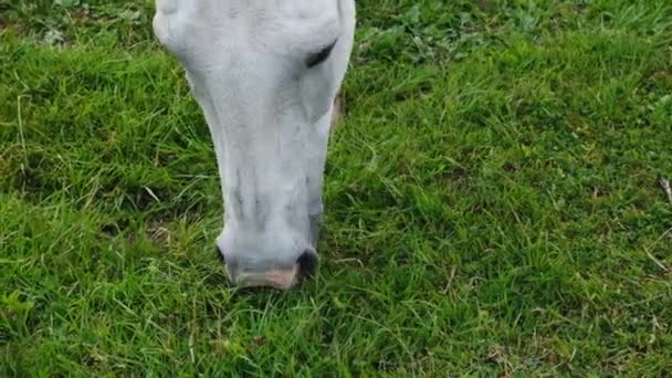 Cavallo Che Mangia Erba Verde Video Vicino Testa Cavallo Bianca — Video Stock