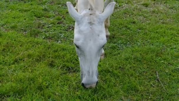 马吃青草 关闭视频 白马头 田里的农场动物 — 图库视频影像