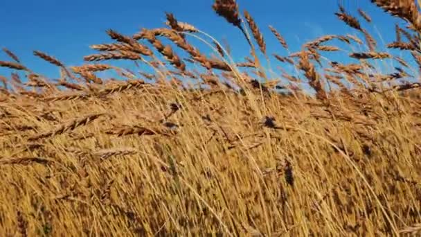 フィールドだ 青空と夏の日に熟すライ麦畑の眺め 穏やかな風から揺れるライ麦の耳 黄金の耳を閉じます 収穫の概念 — ストック動画