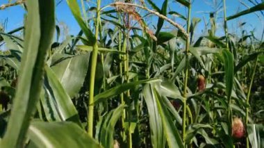 Mısır yeşili yapraklar, büyüyen mısır tarlaları, tarım doğa manzarası..