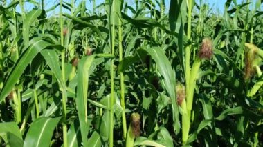 Mısır yeşili yapraklar, büyüyen mısır tarlaları, tarım doğa manzarası..