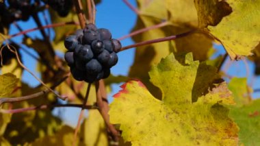Sonbahar günü, sarmaşık yaprakları arasında olgunlaşmış, sulu bir üzüm demeti. Hasat mevsimi. Organik Üzüm Yetiştirme. Sonbaharda üzüm bağları.