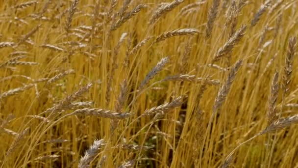 麦田夏天 麦田在蓝天下成熟的景象 麦穗在微风中摇曳 金耳朵特写农业 收获和收获概念 — 图库视频影像