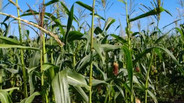 Maisgrüne Blätter Maisfeld Landwirtschaft Naturblick — Stockvideo