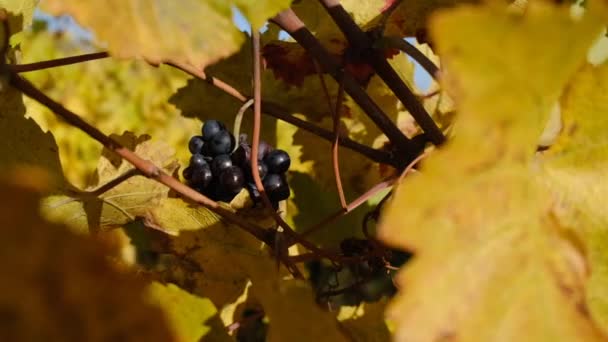 Mogna Saftiga Druvklasar Vinranka Bland Gula Blad Höstdagen Skördesäsong Odla — Stockvideo