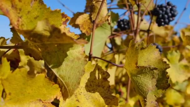 Mogna Saftiga Druvklasar Vinranka Bland Gula Blad Höstdagen Skördesäsong Odla — Stockvideo