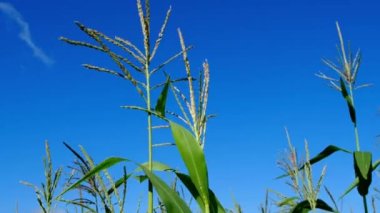 Mısır yeşili bitkiler, mavi gökyüzü arka planlı mısır tarlası. Tarım endüstrisi.