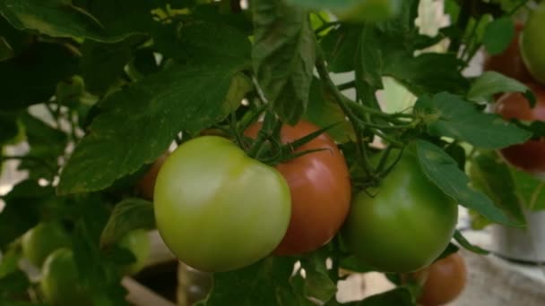番茄枝条生长 绿色和红色西红柿植物 关闭视频镜头 — 图库视频影像
