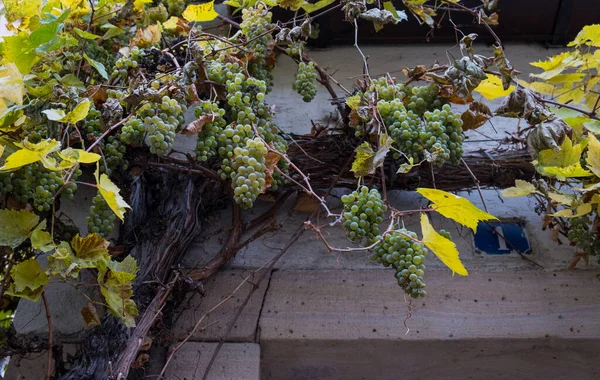 Bouquet Juteux Mûr Raisin Sur Mur Parmi Les Feuilles Jaunes — Photo