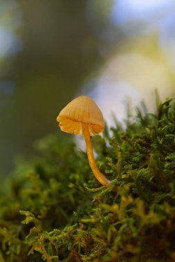 Ormandaki akarsu. Bolu Yedigller. Mantarı kapat..