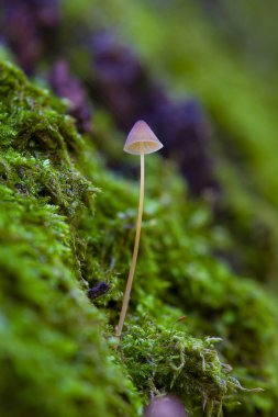 Yakın çekim - yosun üzerinde büyüyen mantar
