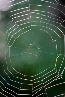 Çiy damlaları olan bir örümcek ağının seçici odağı