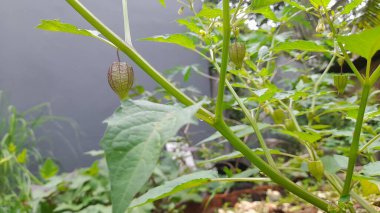 Physalis angulata morel böğürtlen meyvesi bahçede bol bol yetişir.