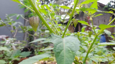 Physalis angulata morel böğürtlen meyvesi bahçede bol bol yetişir.
