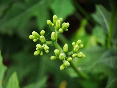 Güzel botanik fotoğrafı, doğal duvar kağıdı.