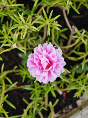 Pembe Çiçek Bahçe