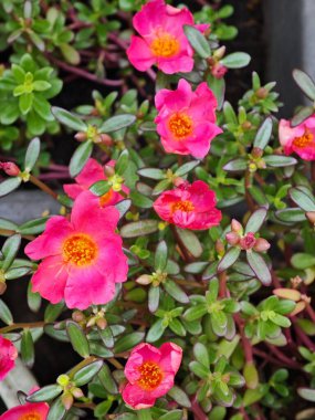 Yakın plan - çiçek açan güzel çiçeklerin görüntüsü