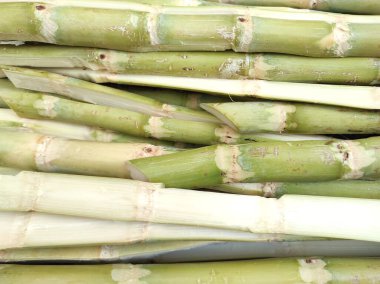 taze kamış şeker yaprakları