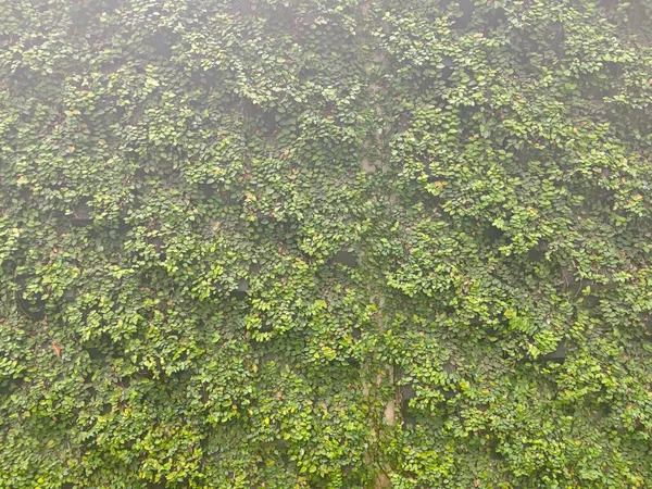 Parkta yeşil çimenler