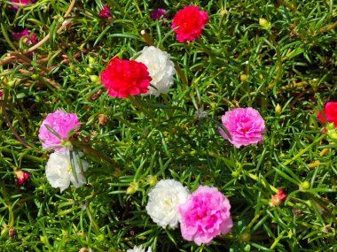 Bahçedeki güzel çiçekler