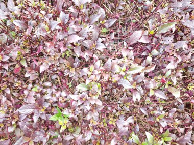 Sonbahar yaprakları, sonbahar bitkileri