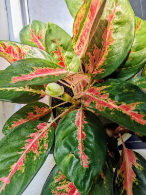 Güzel botanik fotoğrafı, doğal duvar kağıdı.