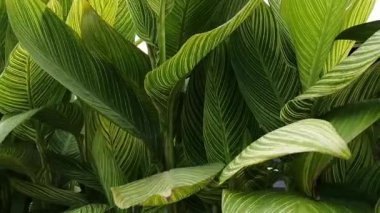 Yeşil yaprak dokusunu kapat. yüksek kaliteli fotoğraf.