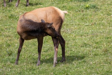 Roosevelt geyiği Crescent City CA 'da