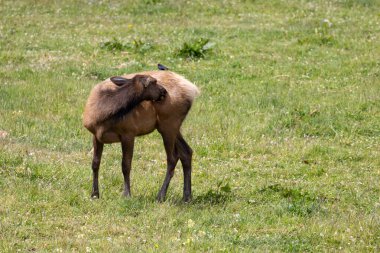 Roosevelt geyiği Crescent City CA 'da