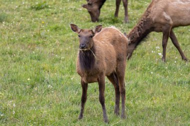 Roosevelt geyiği Crescent City CA 'da