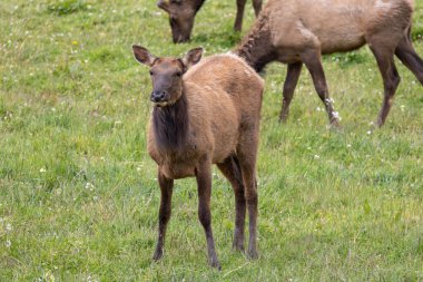 Roosevelt geyiği Crescent City CA 'da