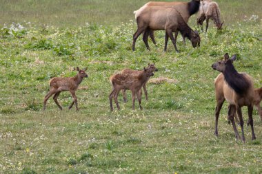 Roosevelt geyiği Crescent City CA 'da