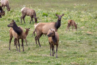 Roosevelt geyiği Crescent City CA 'da